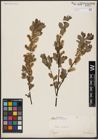 Foto von Salix aurita L.